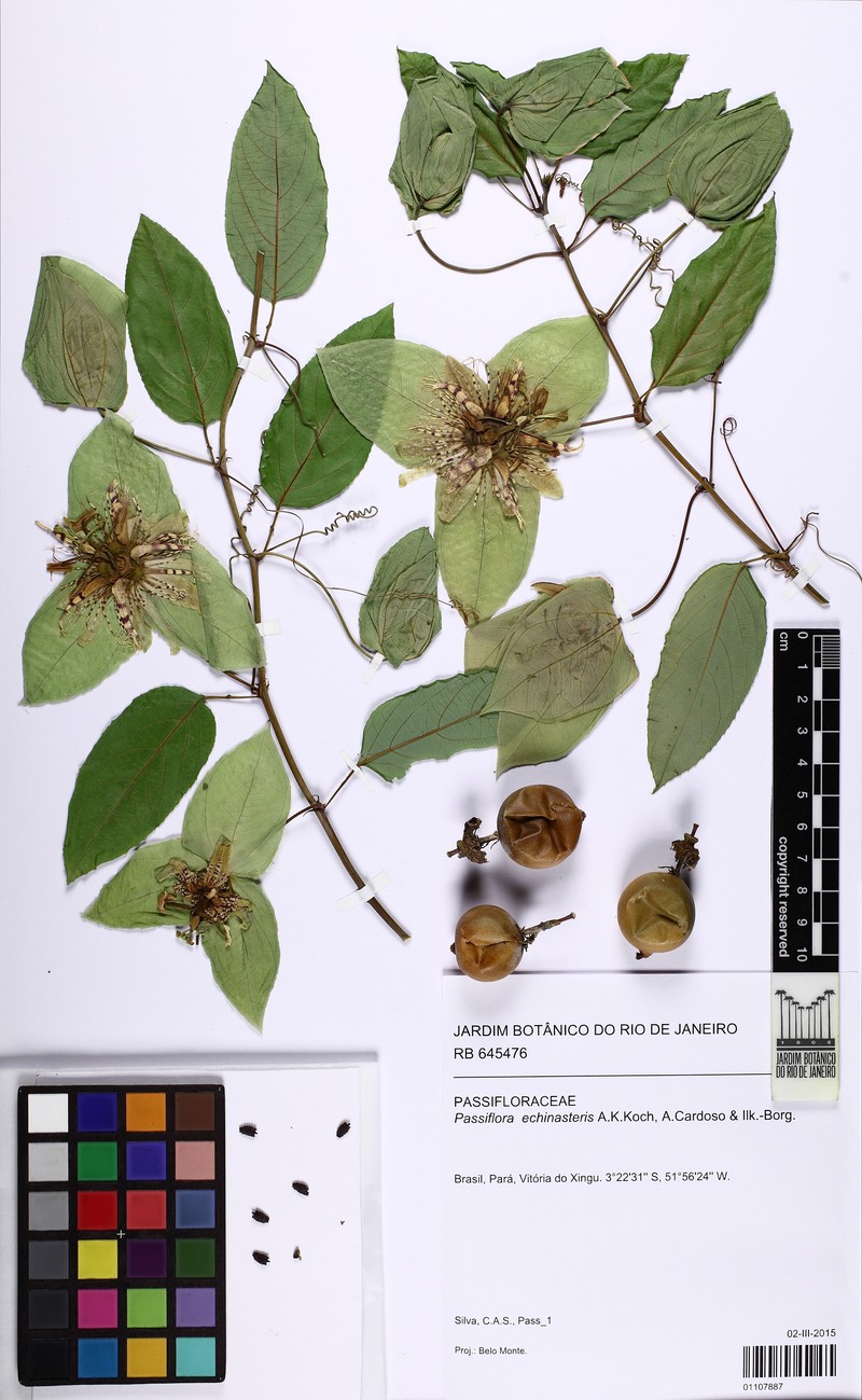 Passiflora echinasteris