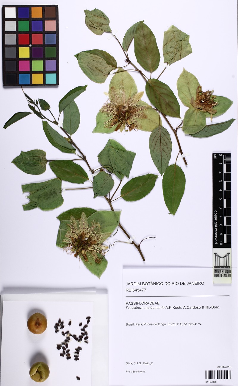 Passiflora echinasteris photo 2