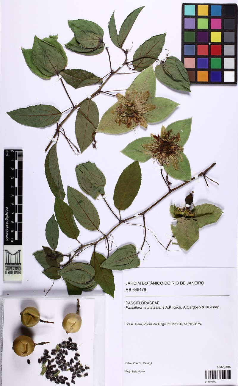 Passiflora echinasteris photo 3