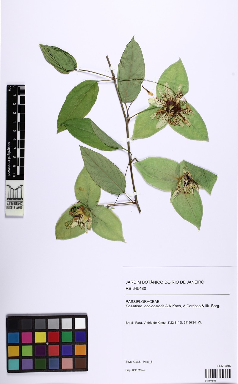Passiflora echinasteris photo 4