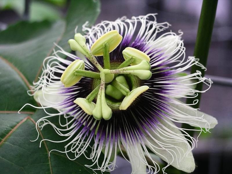 Purple Granadilla