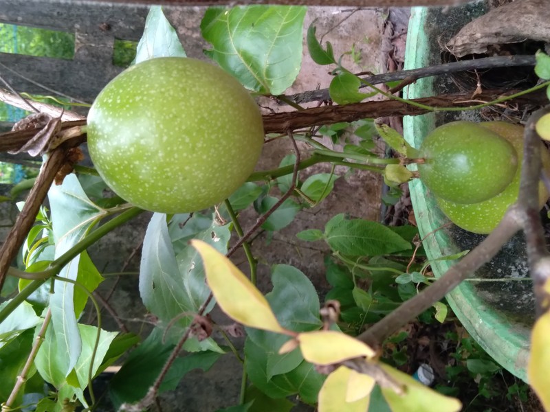 Purple Granadilla photo 7