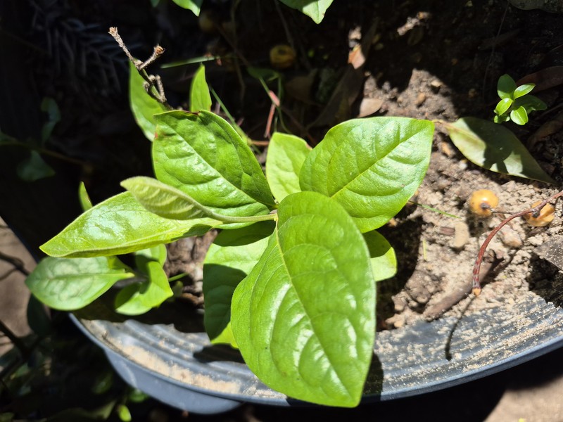 Purple Granadilla photo 8