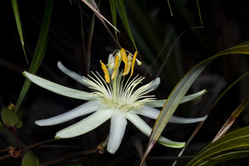 Passiflora faleiroi