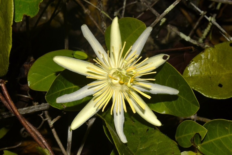 Passiflora faleiroi photo 4