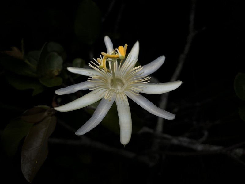 Passiflora faleiroi photo 6