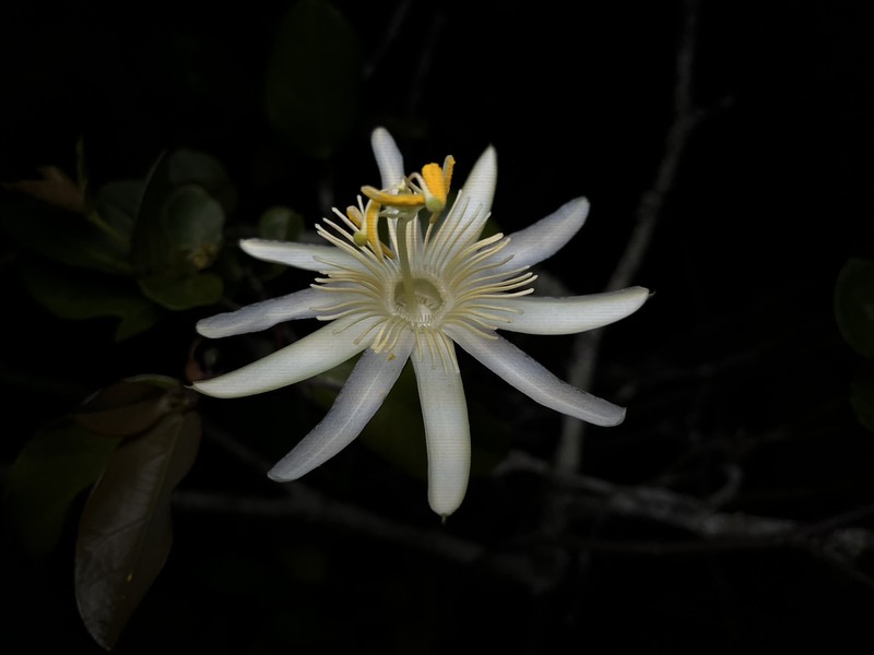 Passiflora faleiroi photo 7