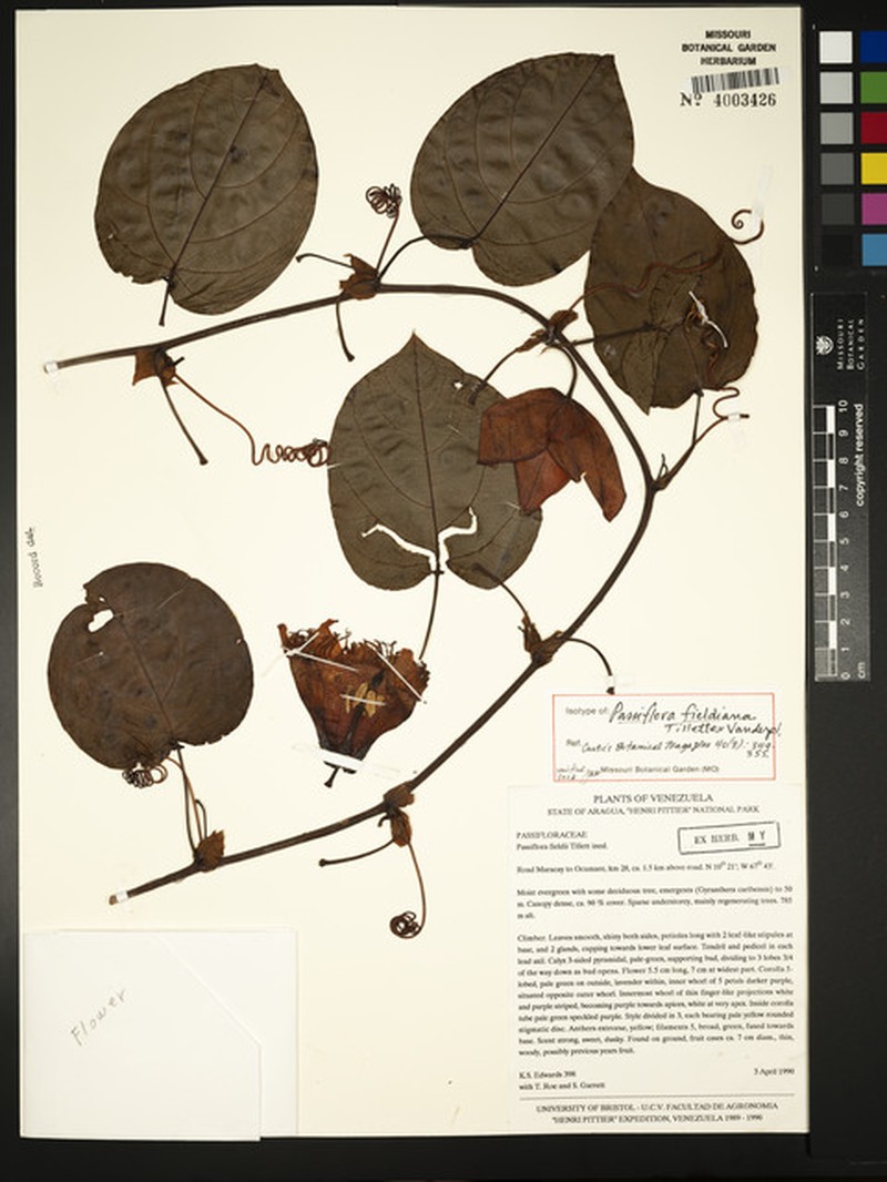 Passiflora fieldiana