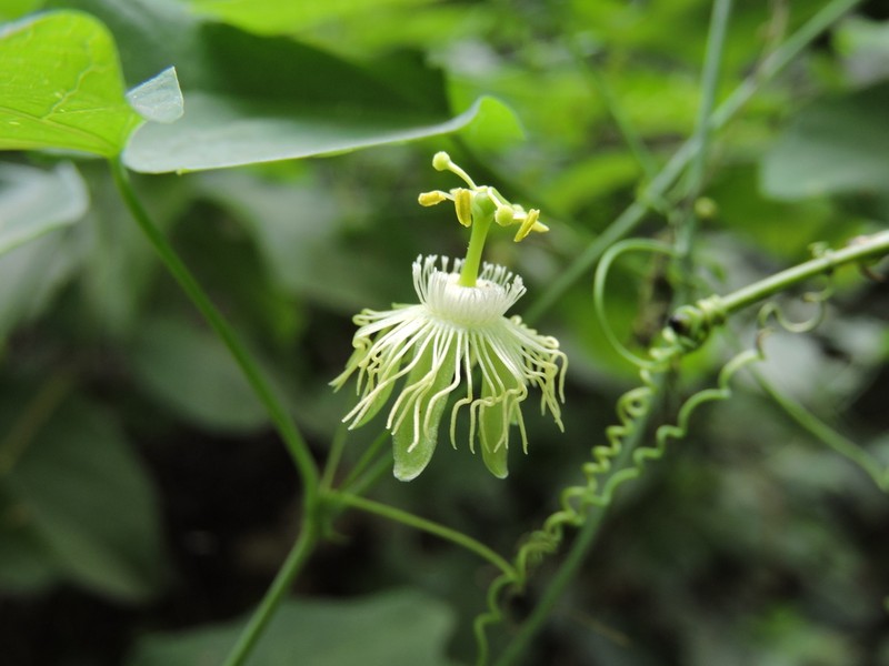 Slender Passionflower