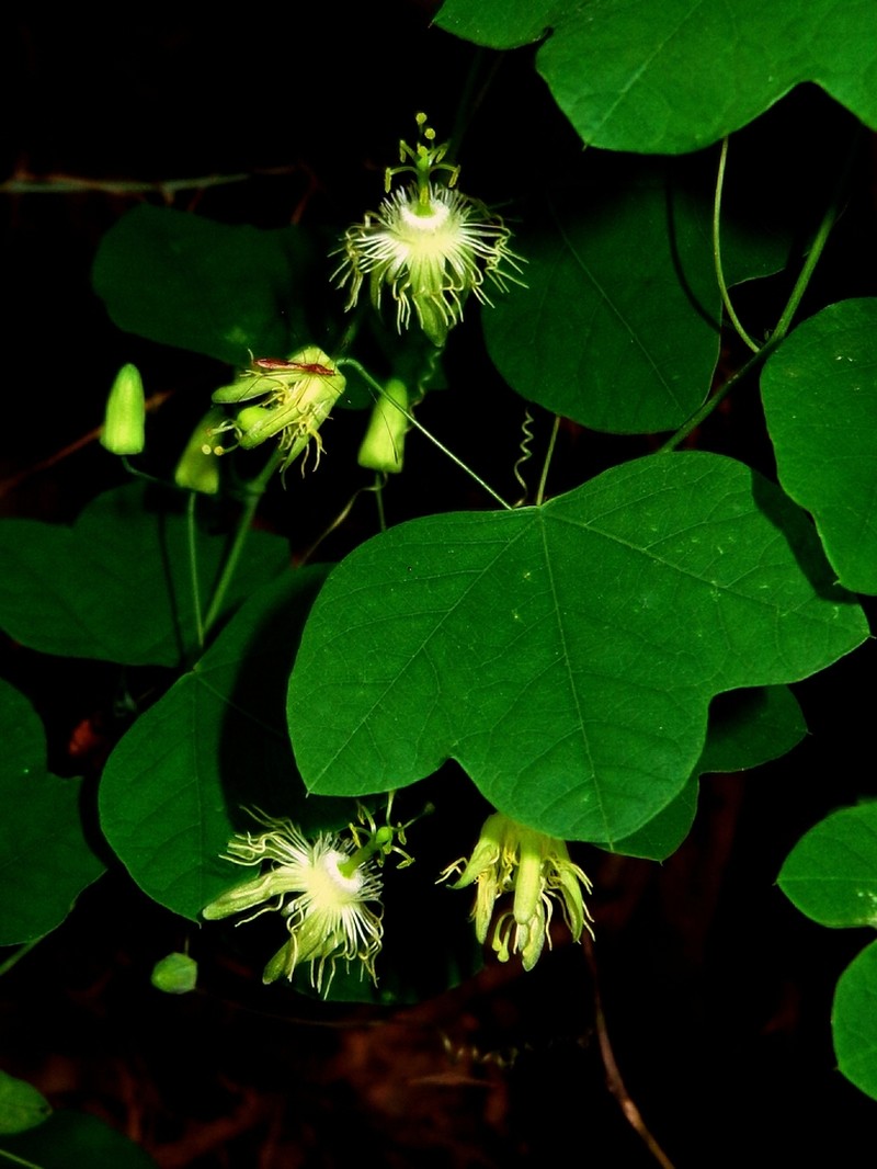 Slender Passionflower photo 2