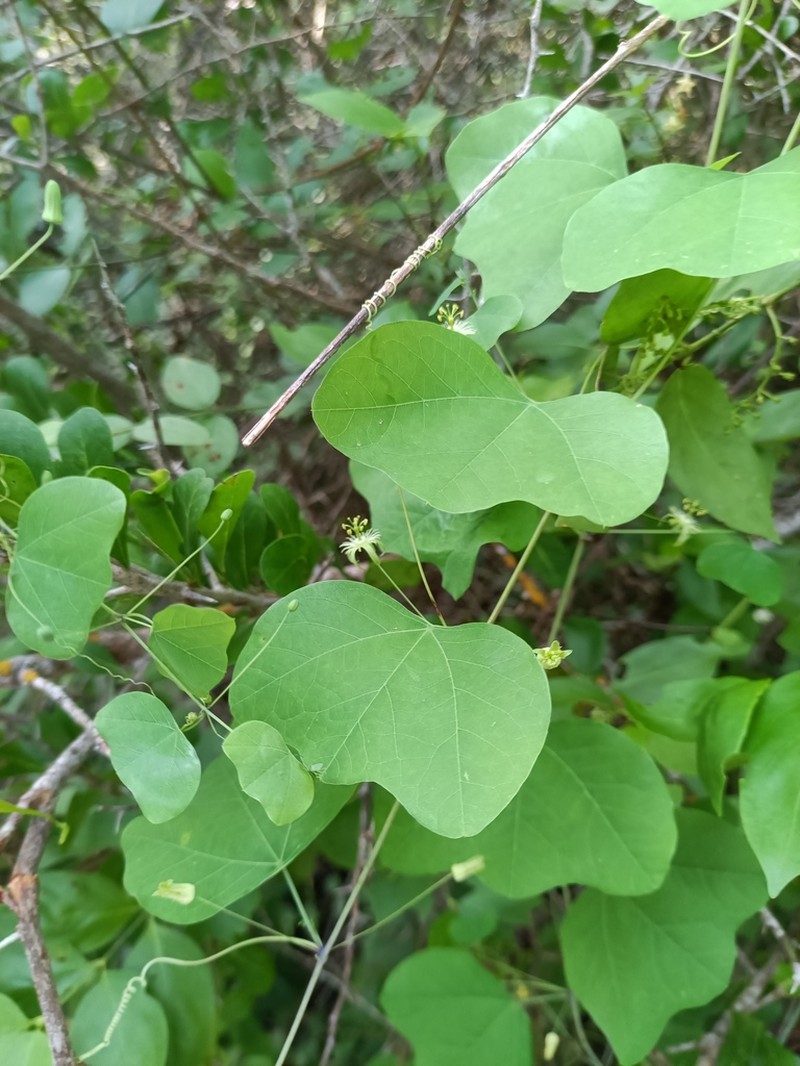 Slender Passionflower photo 3