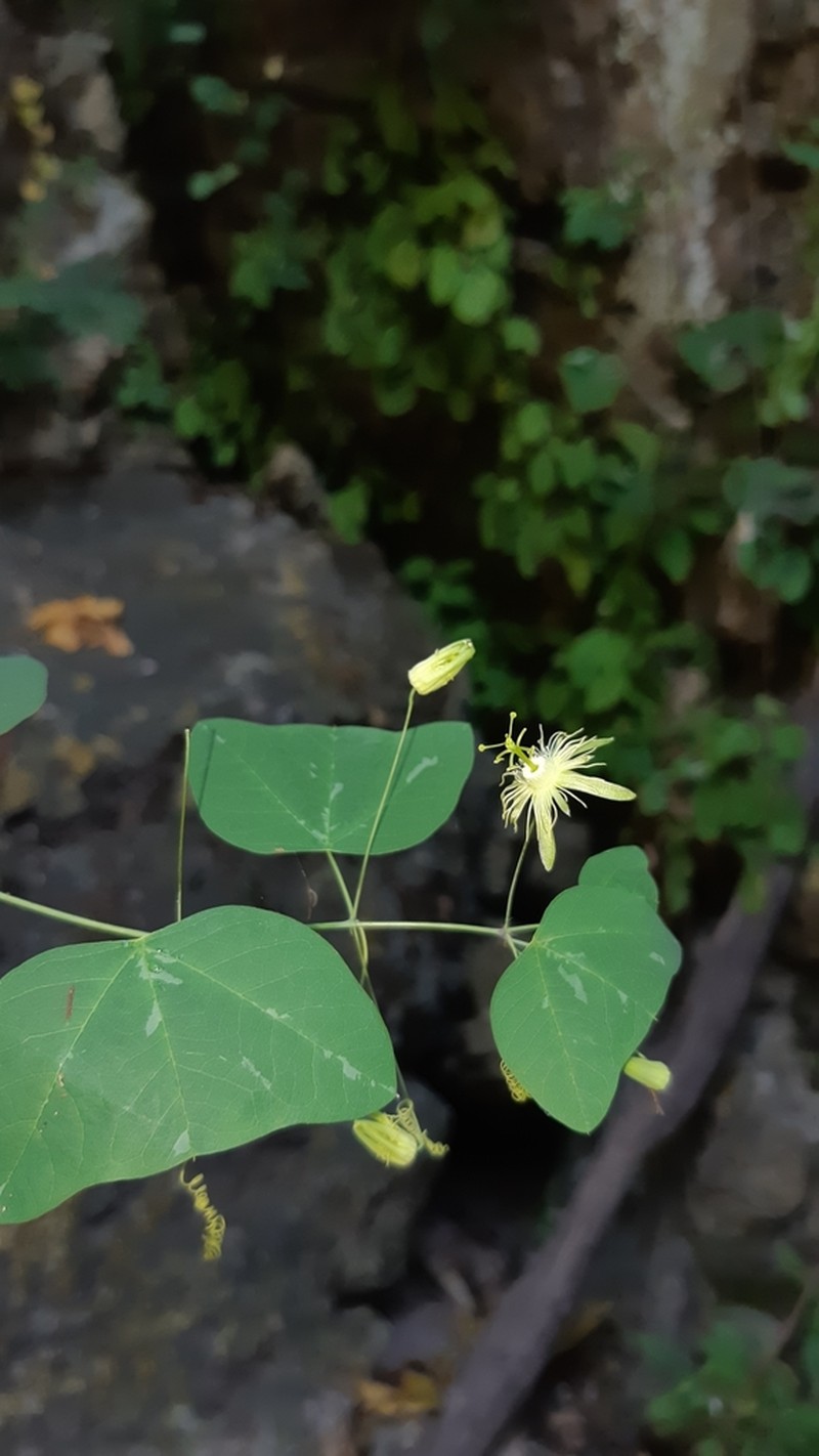 Slender Passionflower photo 5