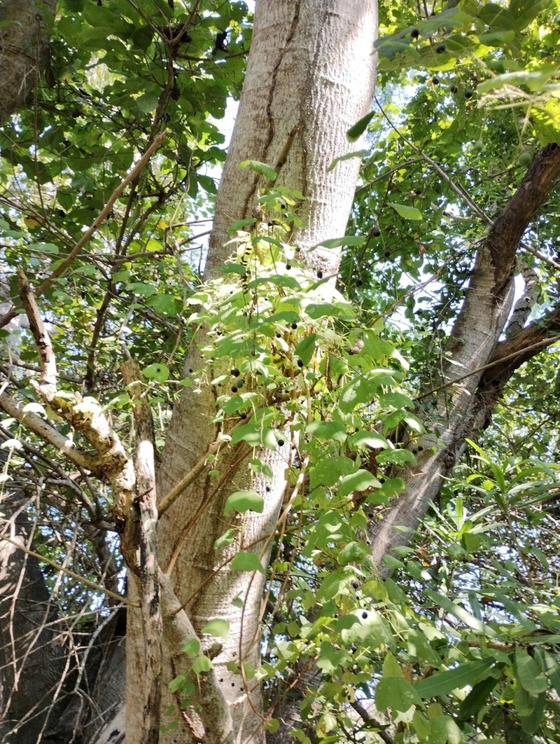 Slender Passionflower photo 6