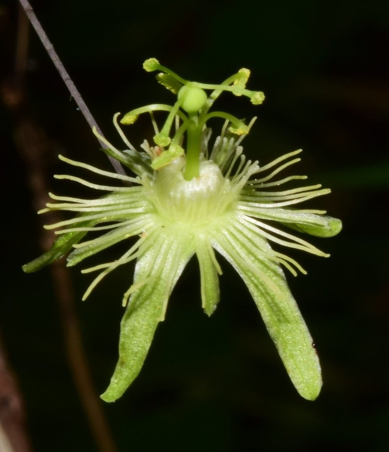 Slender Passionflower photo 7