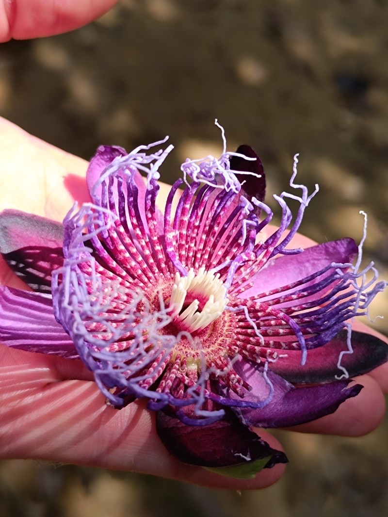Passiflora fissurosa