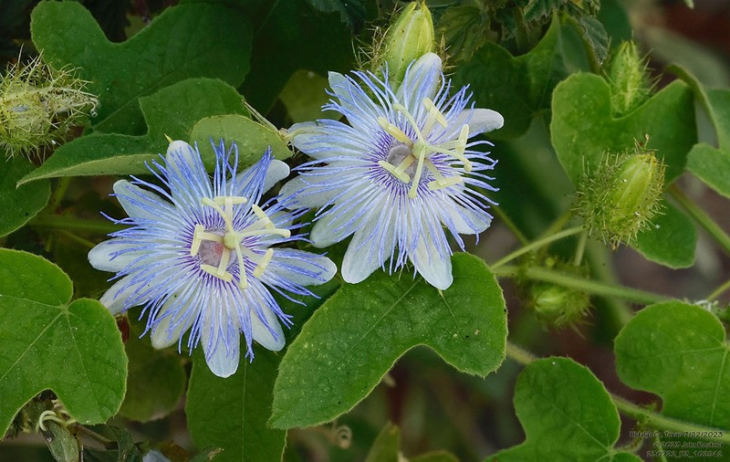 Fetid Passionflower