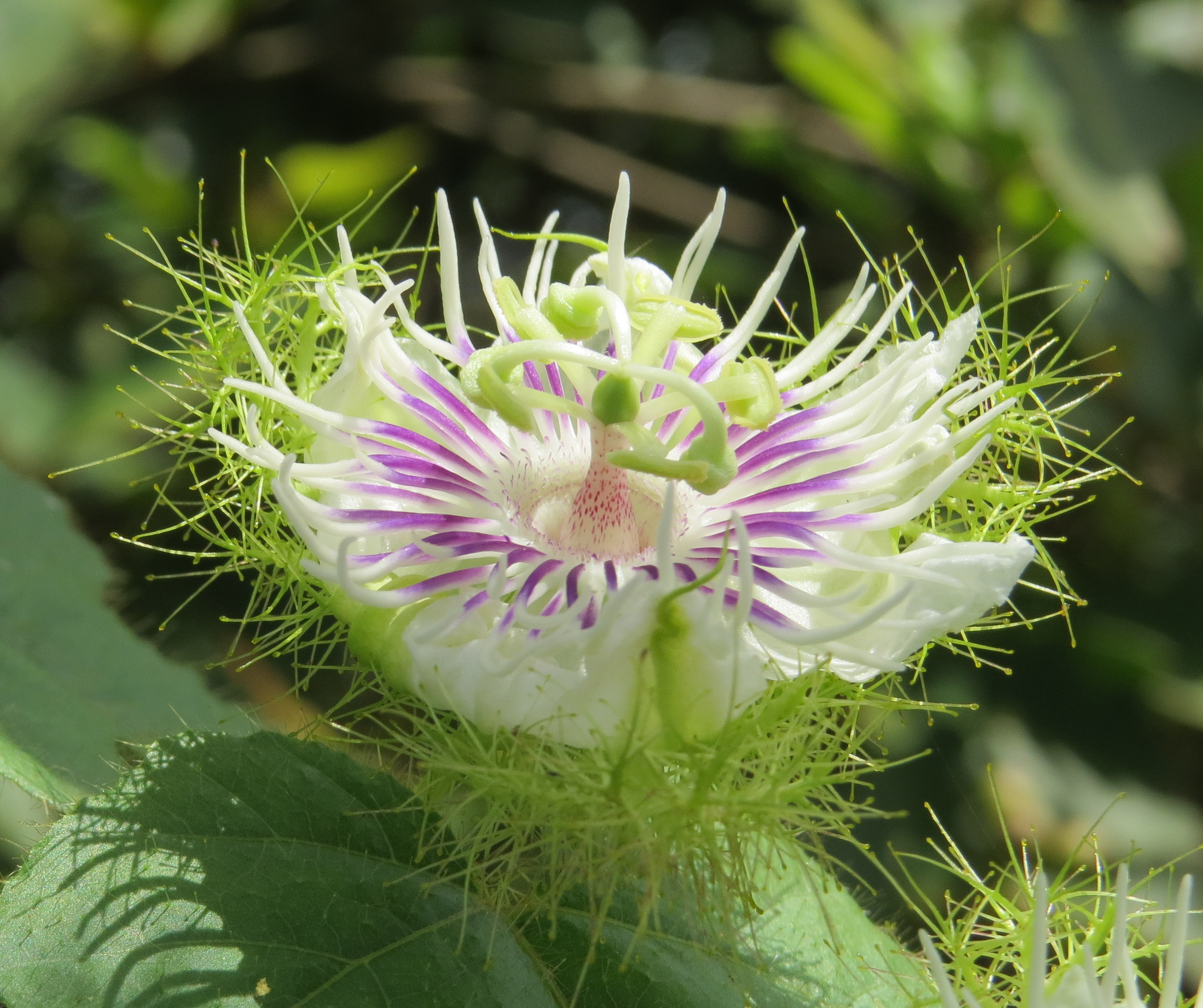 Fetid Passionflower photo 4