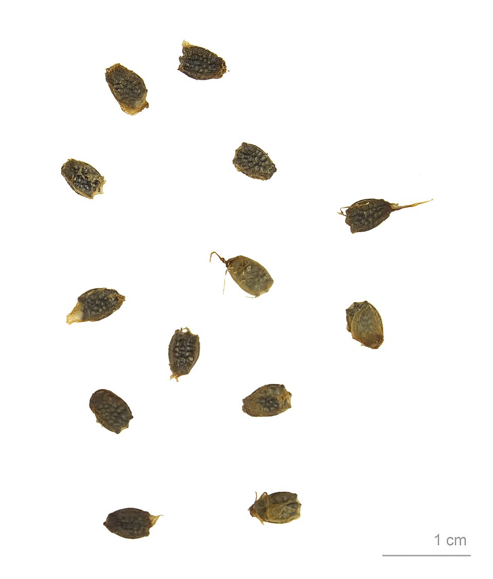 Fetid Passionflower photo 5
