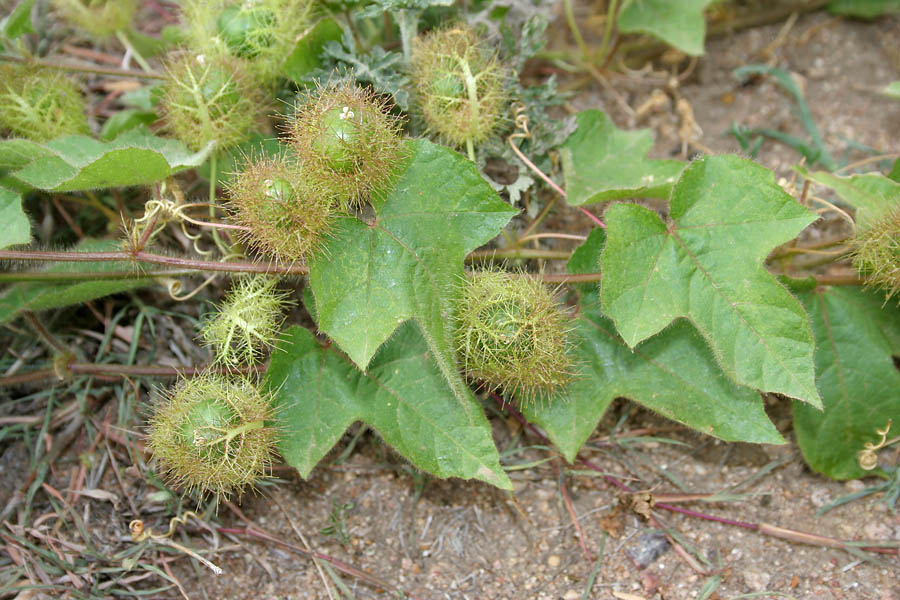 Fetid Passionflower photo 6