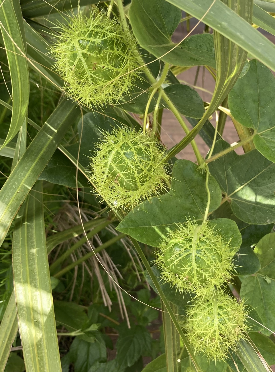 Fetid Passionflower photo 7