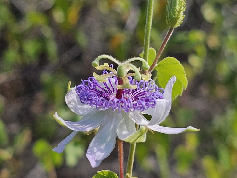 Passiflora foetida var. foetida