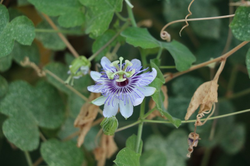 Passiflora foetida var. foetida photo 3