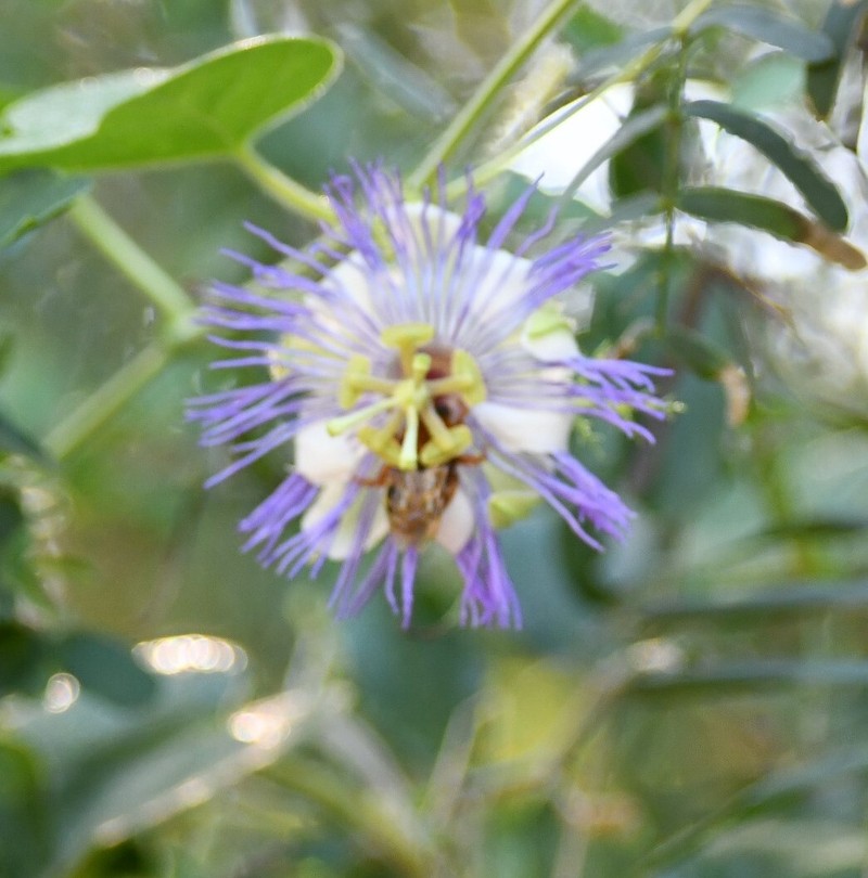 Passiflora foetida var. foetida photo 5