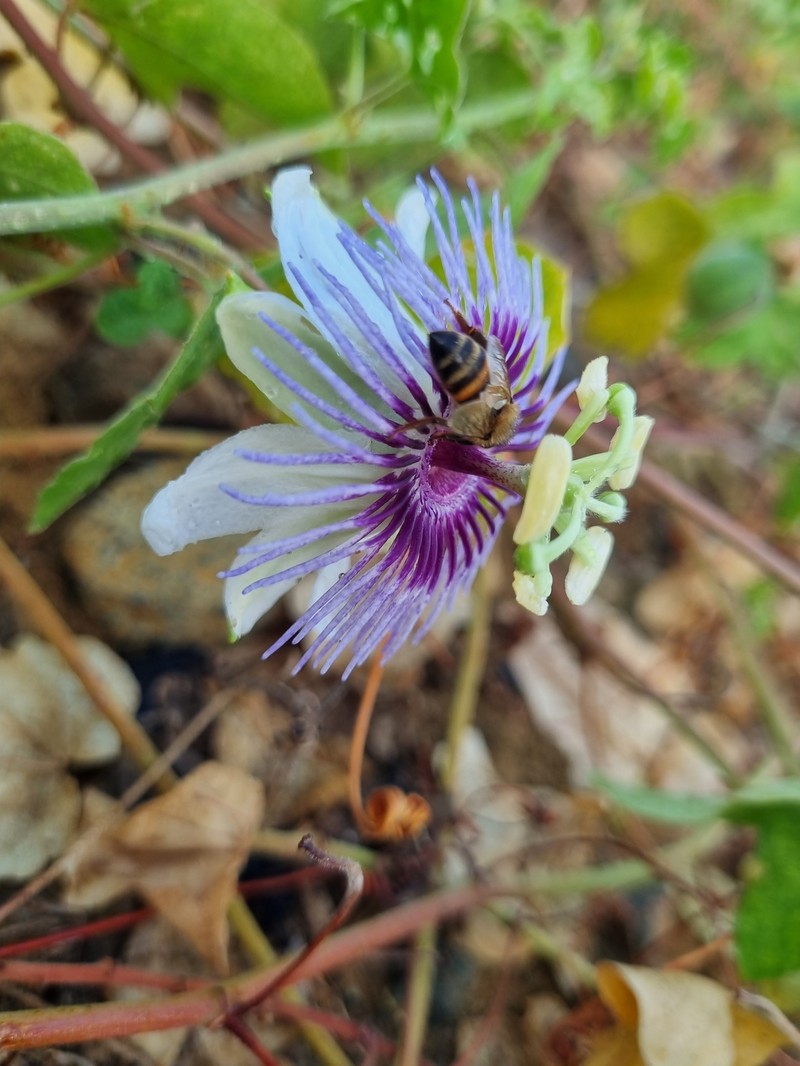 Passiflora foetida var. foetida photo 6