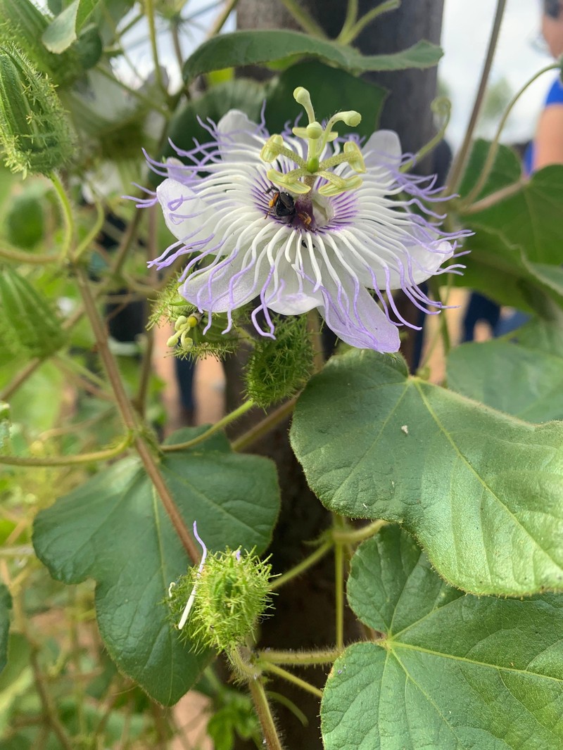 Passiflora foetida var. foetida photo 8