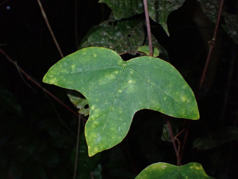 Passiflora garckei subsp. garckei