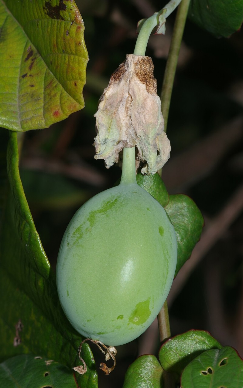 Passiflora garckei subsp. garckei photo 2