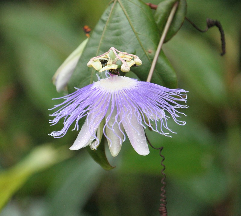 Passiflora garckei subsp. garckei photo 4