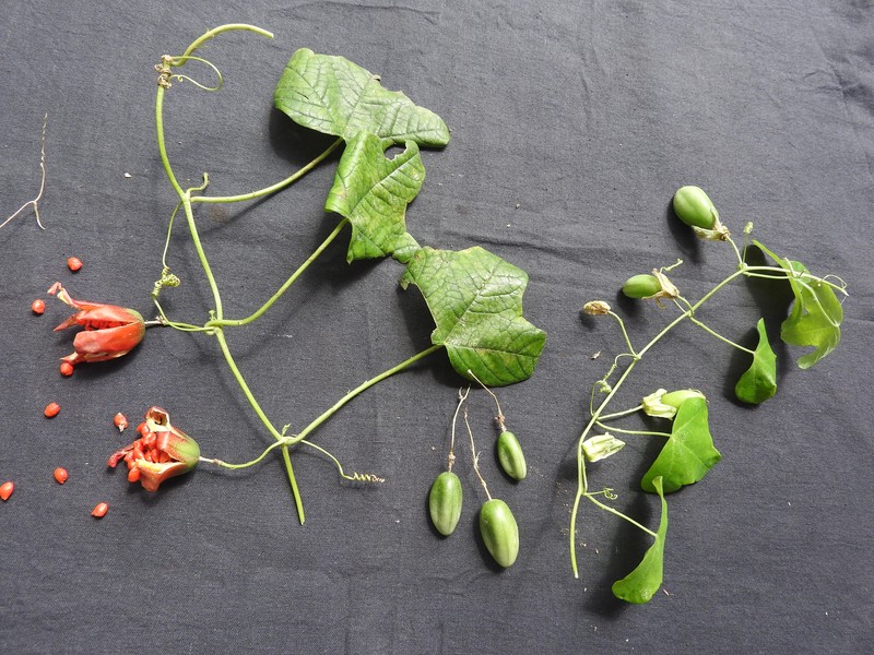 Crinkled Passionflower photo 2