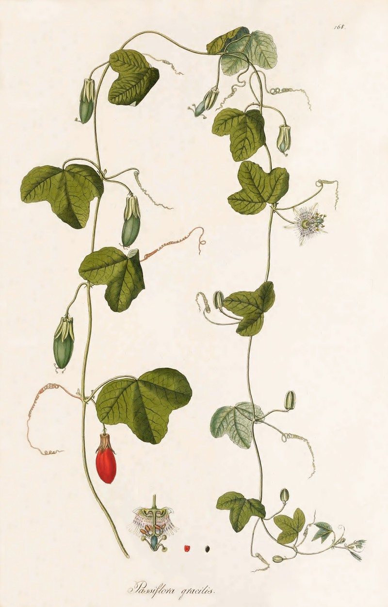 Crinkled Passionflower