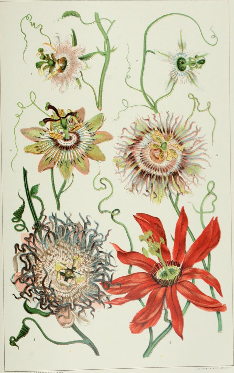 Crinkled Passionflower photo 5