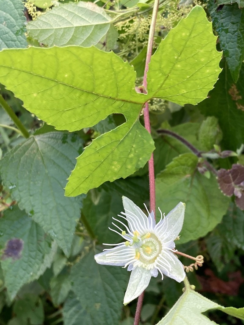 Passiflora guayaquilensis photo 2
