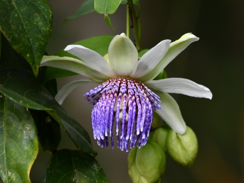 Passiflora gustaviana