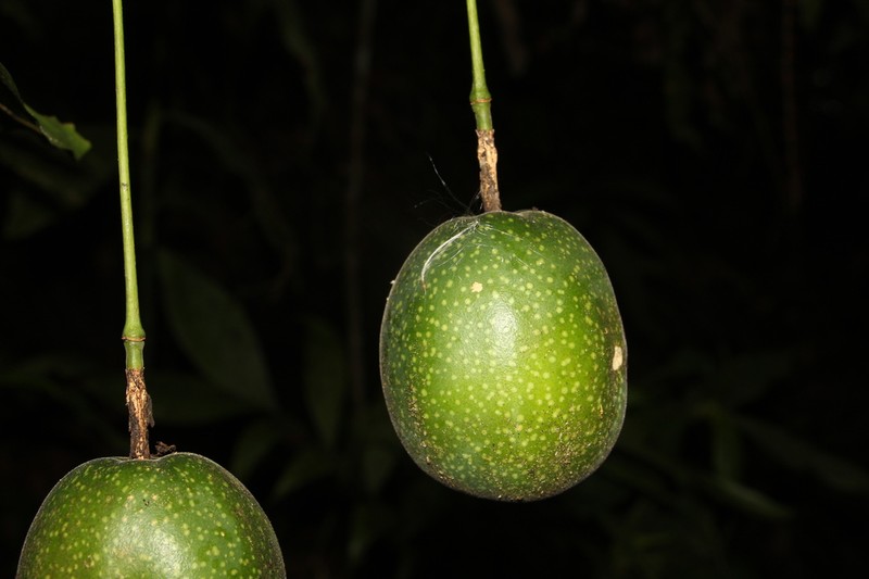 Passiflora gustaviana photo 3