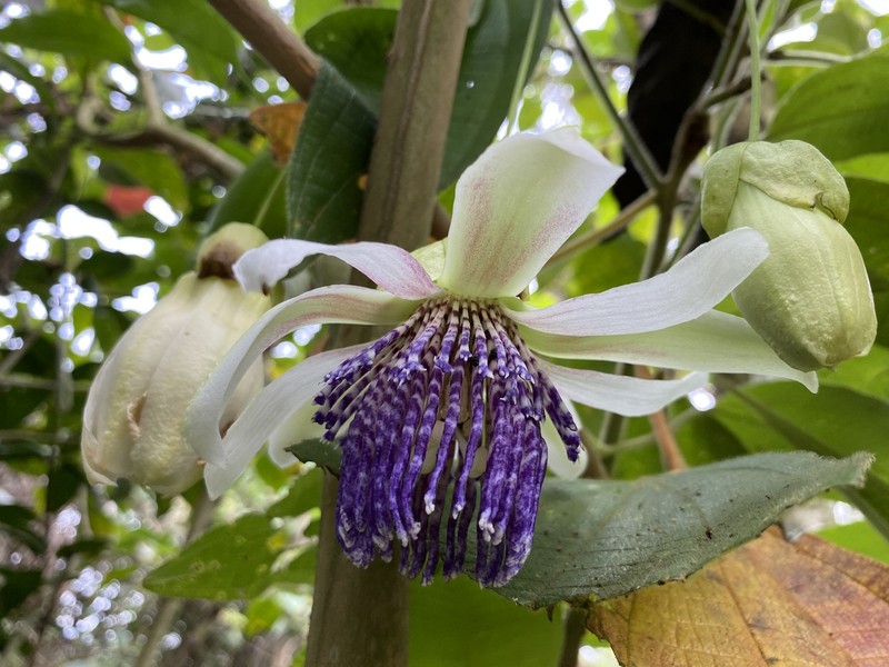 Passiflora gustaviana photo 5