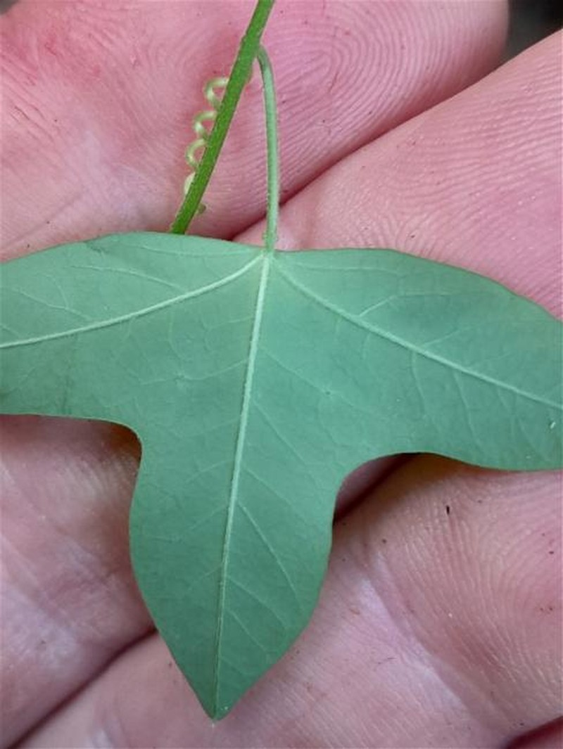 Passiflora herbertiana subsp. herbertiana