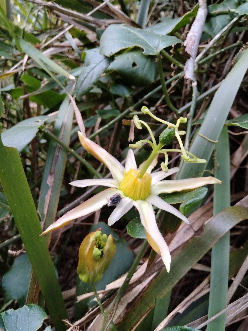 Passiflora herbertiana subsp. herbertiana photo 3