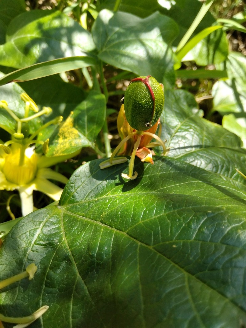 Passiflora herbertiana subsp. herbertiana photo 4