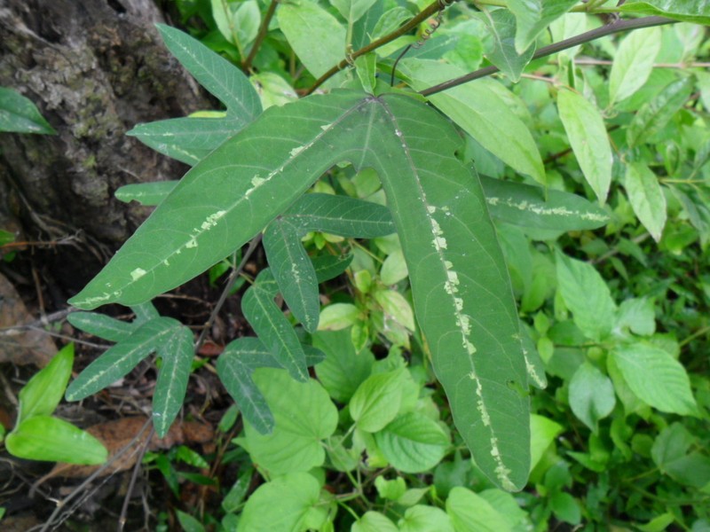 Passiflora ilamo