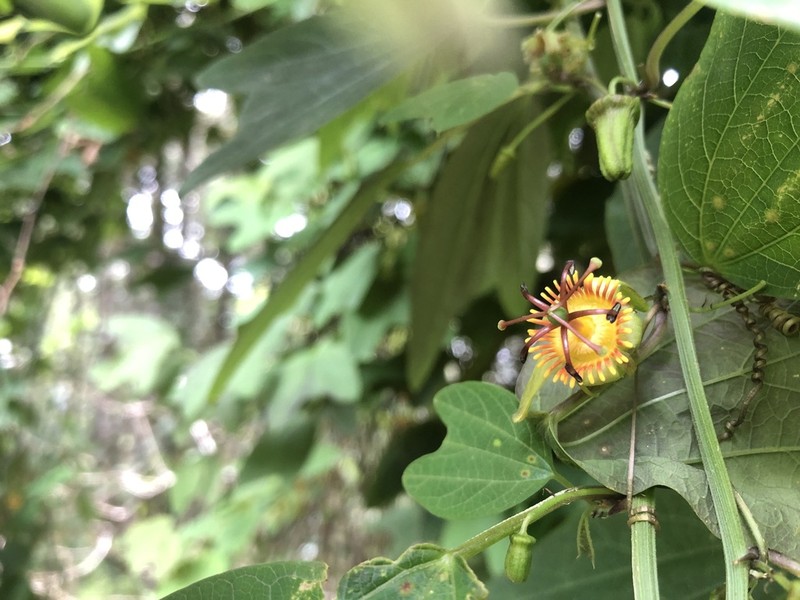 Passiflora ilamo photo 2