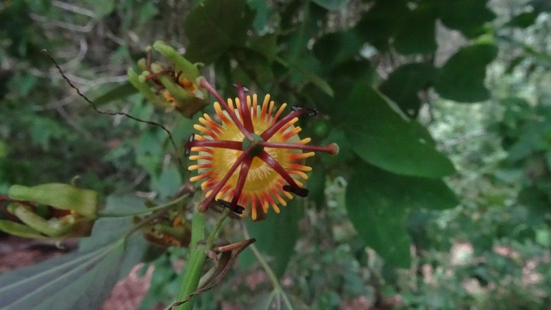 Passiflora ilamo photo 3