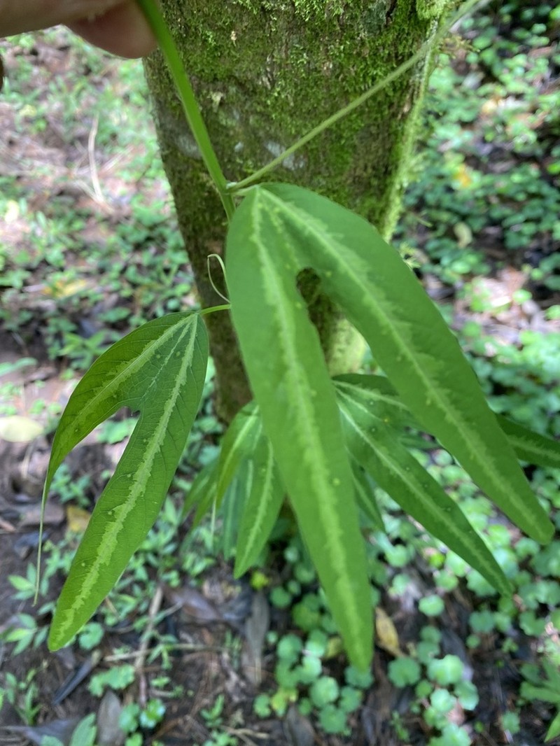 Passiflora ilamo photo 5
