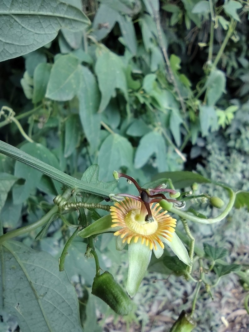 Passiflora ilamo photo 6