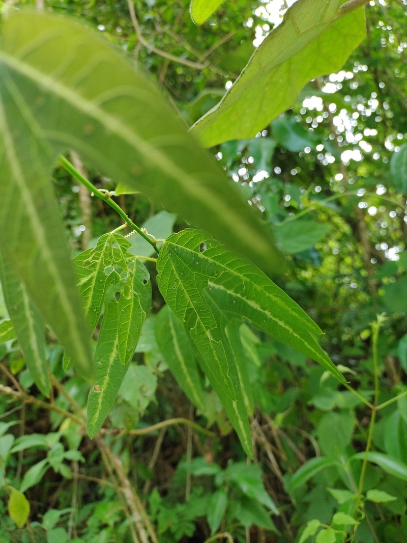 Passiflora ilamo photo 7
