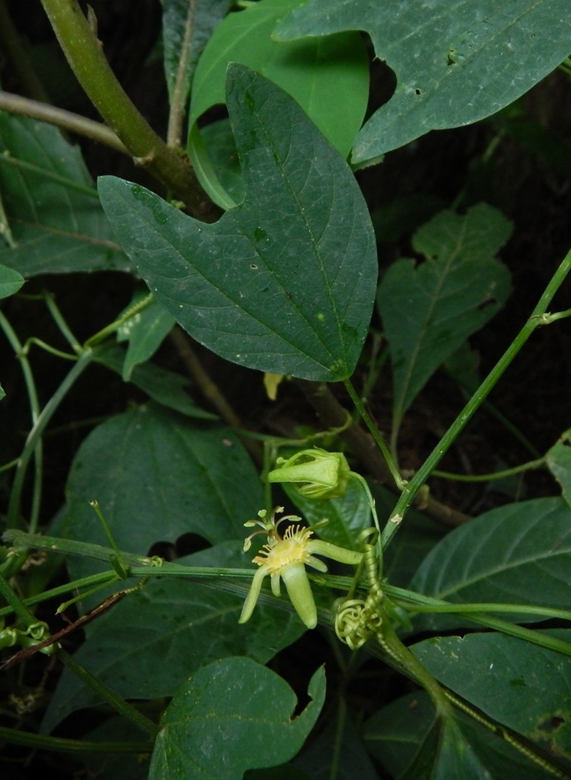 Passiflora ilamo photo 8