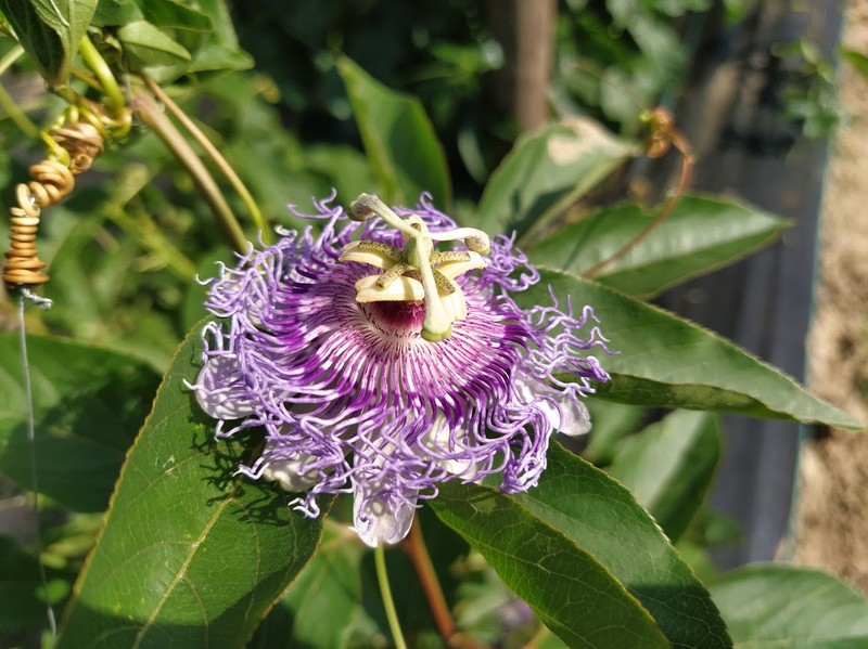 Purple Passionflower photo 2